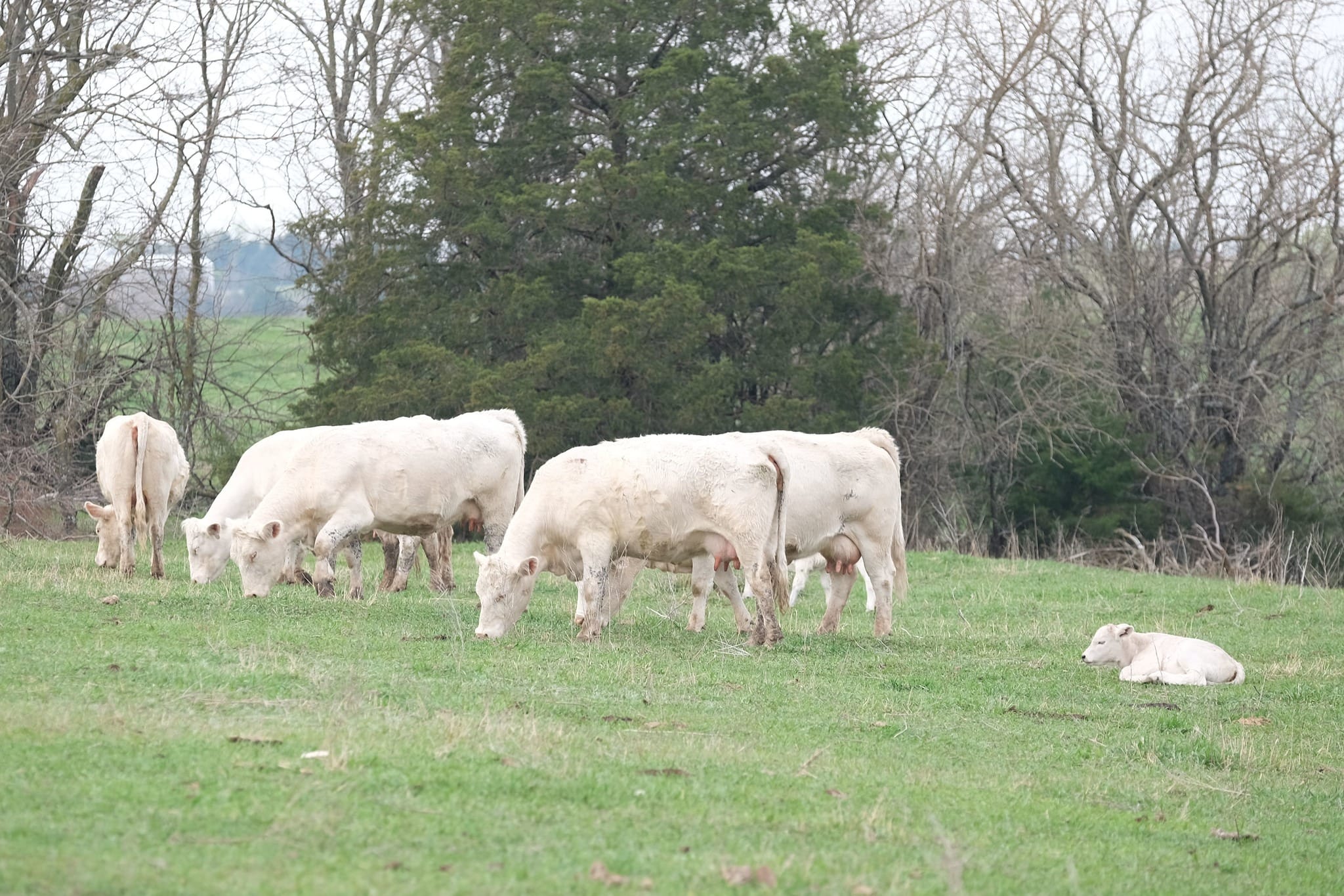 Avoid grass tetany this spring