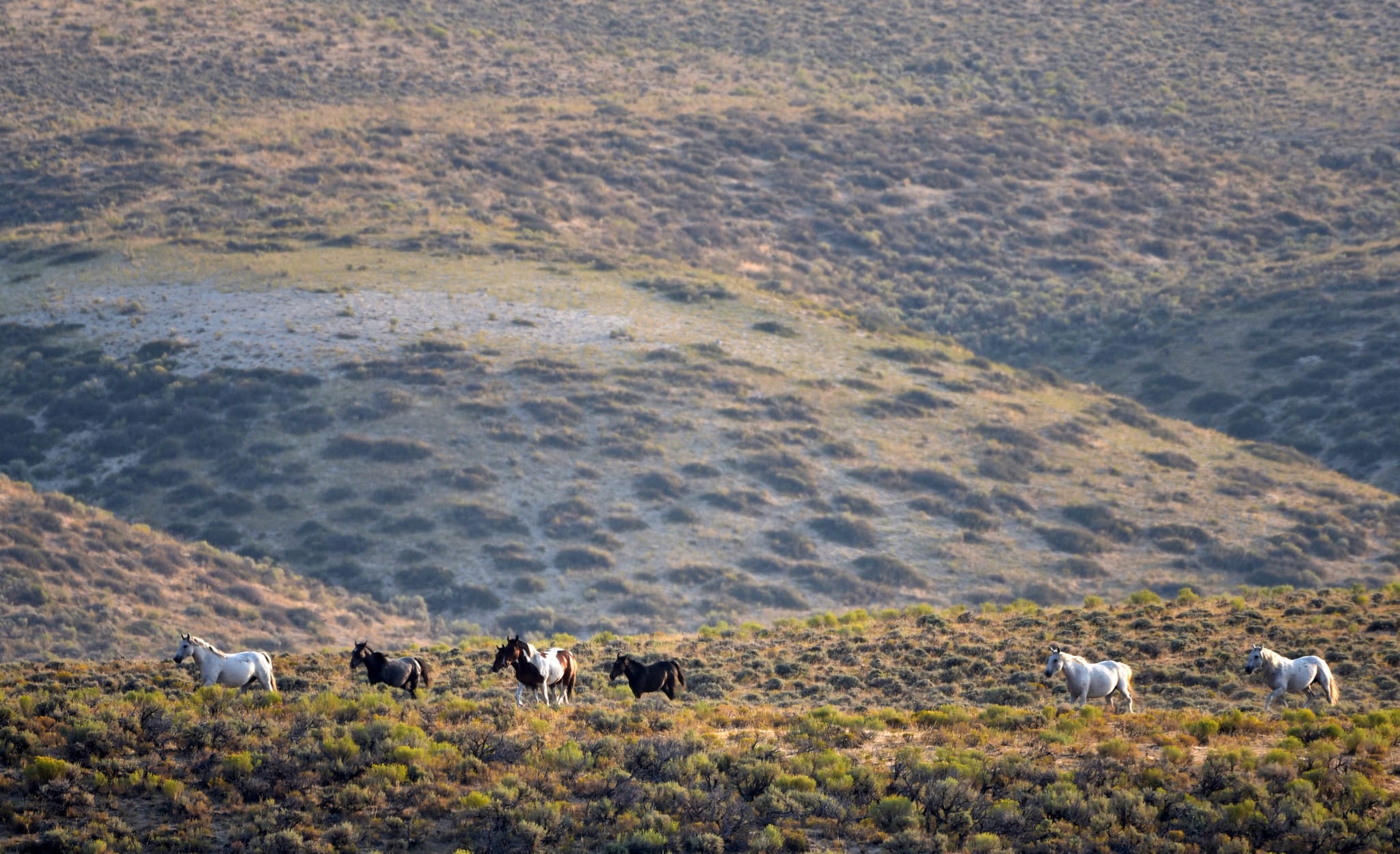 Feds pitch wild horse removals, new herd plans in the Red Desert