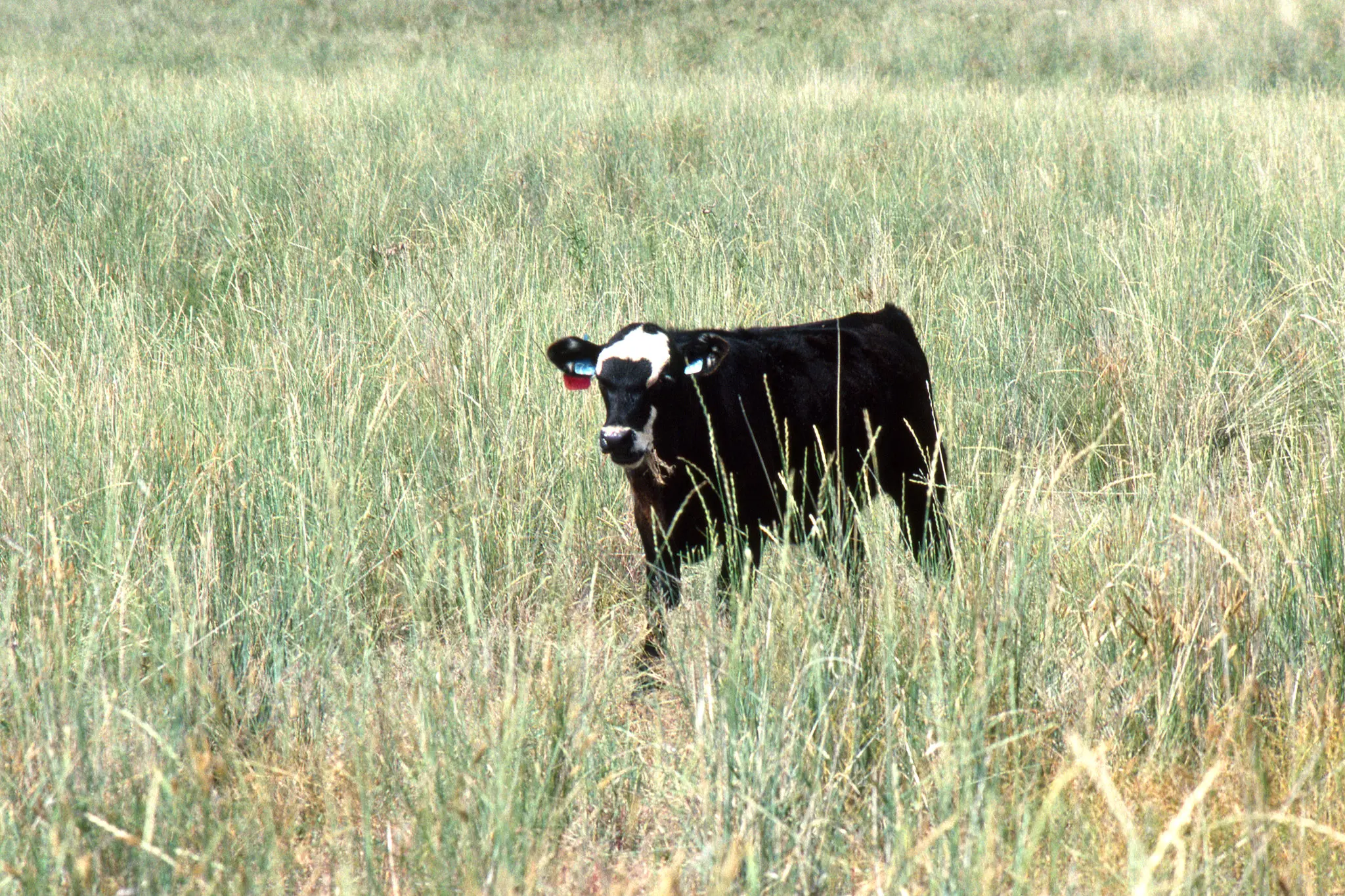 USDA updates rainfall data for crop insurance programs