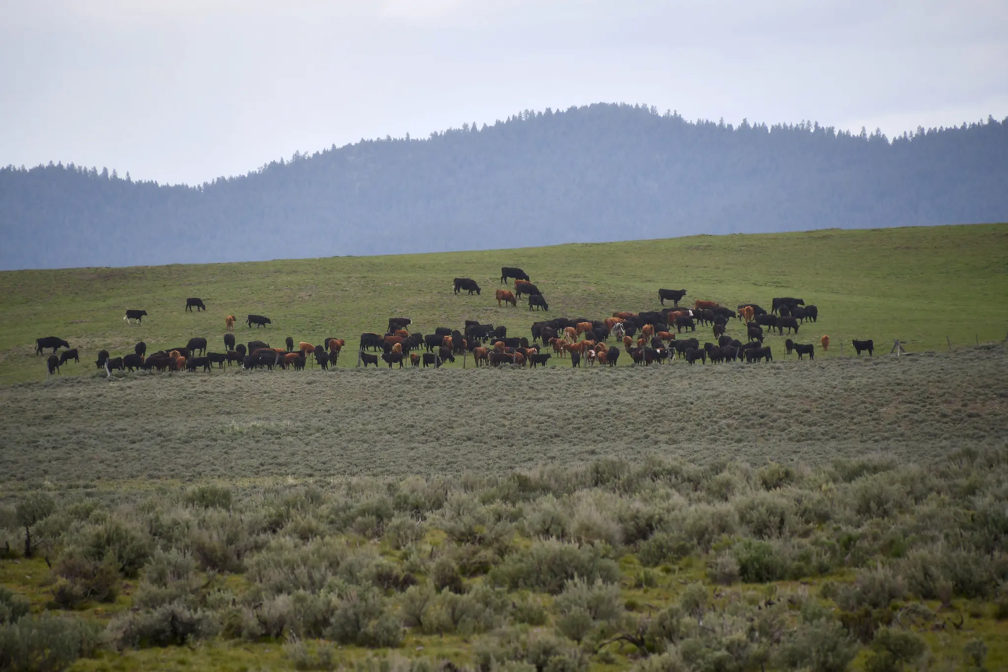 Maintaining a healthy range, value-added feeds for restocking the cow herd