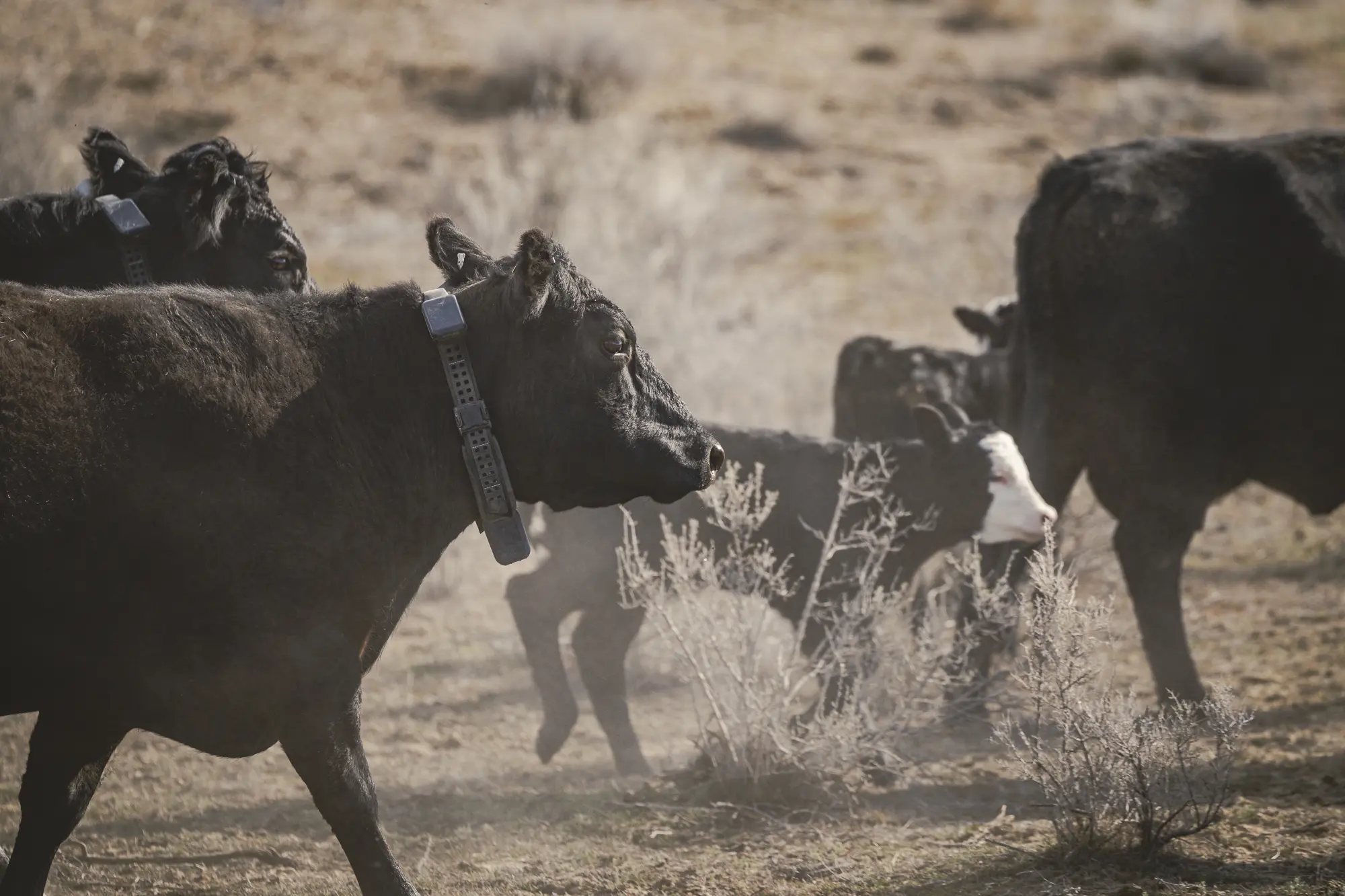 Halter expands virtual fencing with satellite 