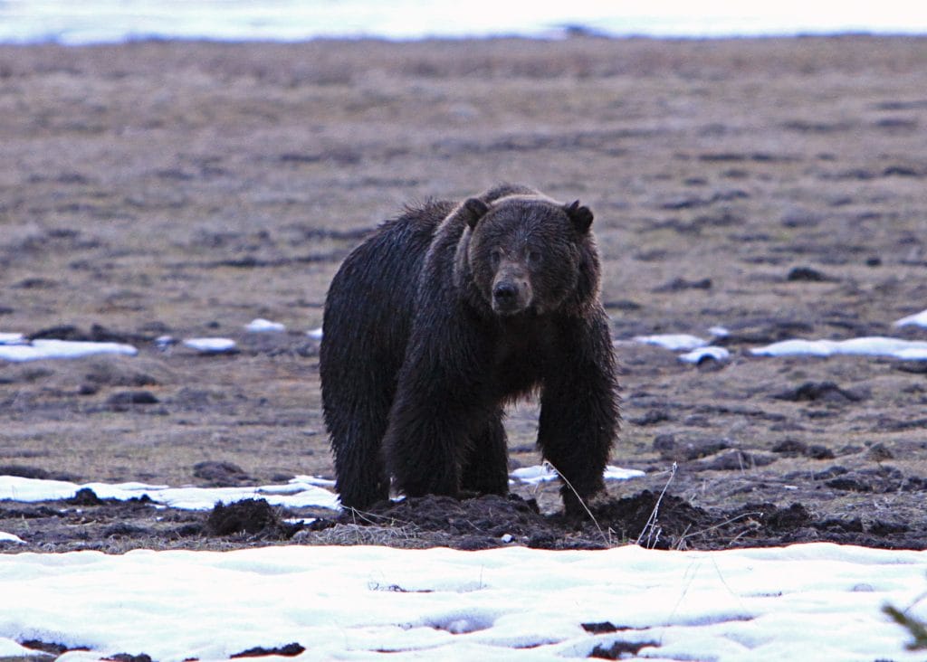 Greens sue over grizzly habitat redefinition in MT