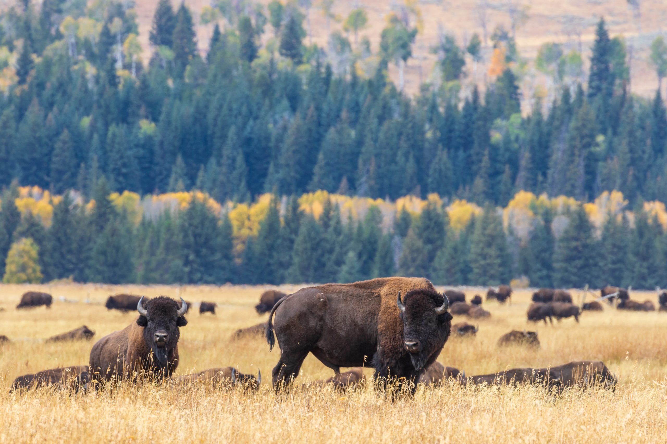 Greens appeal decision to revoke American Prairie permits