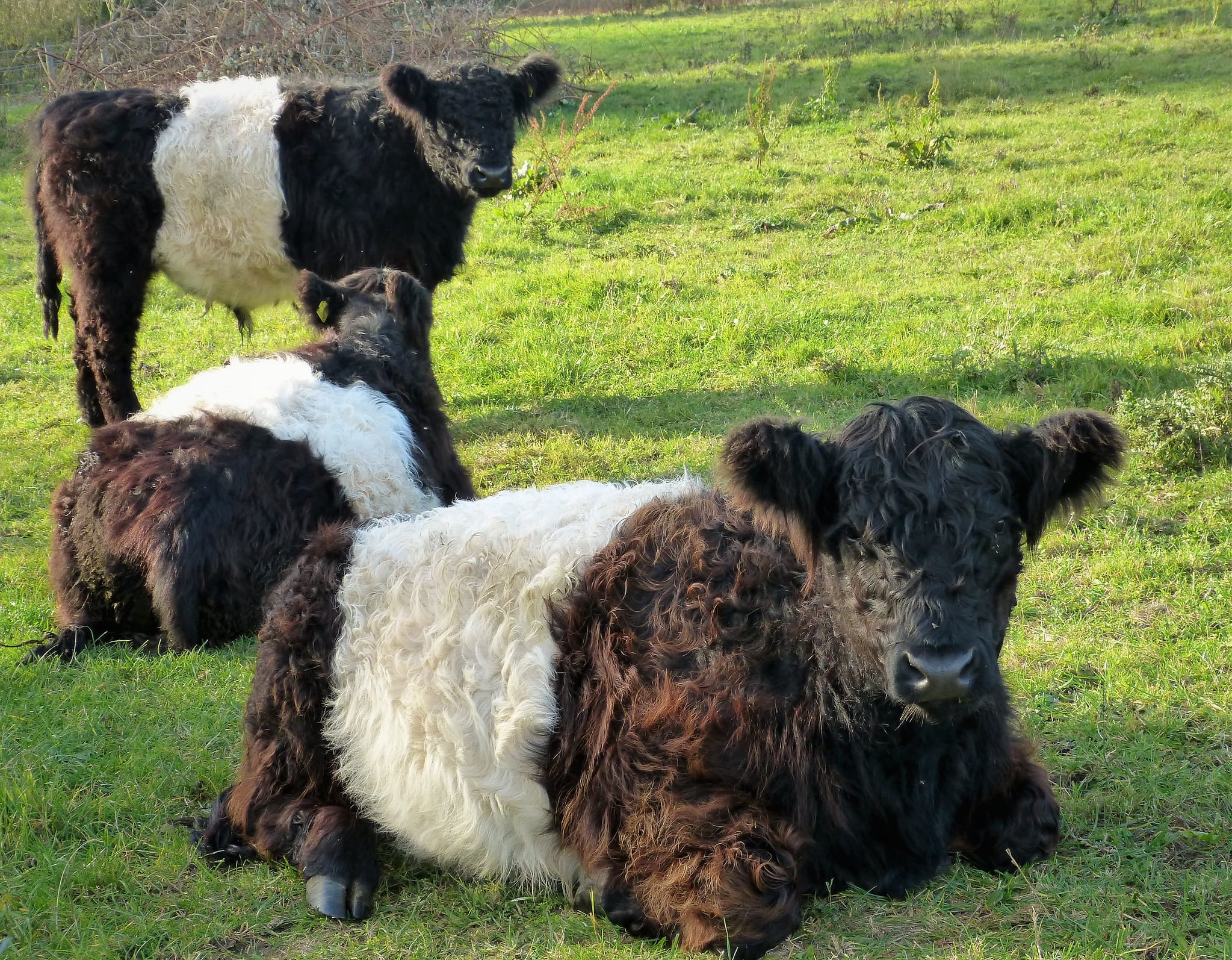 Scottish traceability rules lead to mass cattle cull