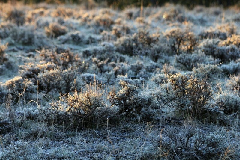USFWS finalizes additional ESA reforms
