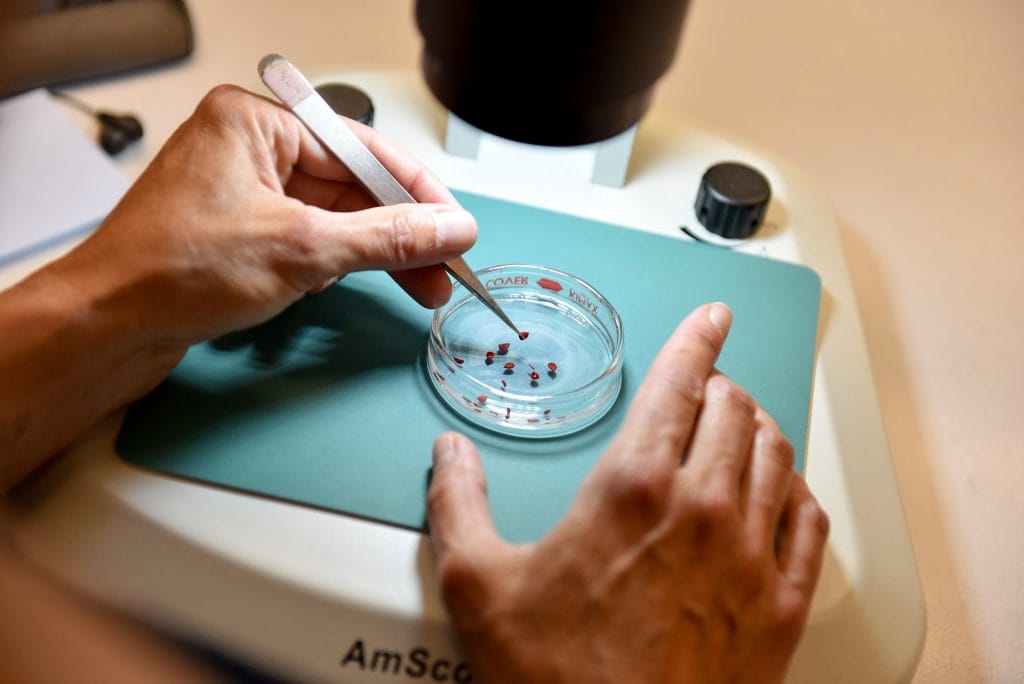 Guest Opinion: The case for more ag research