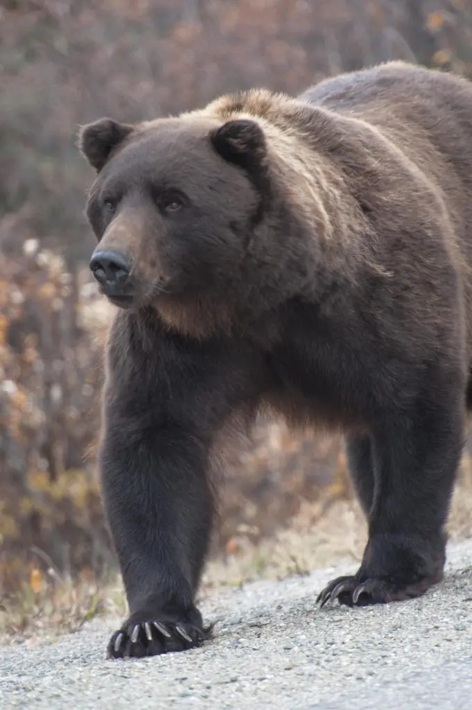 Interior proposes expanded grizzly management flexibility