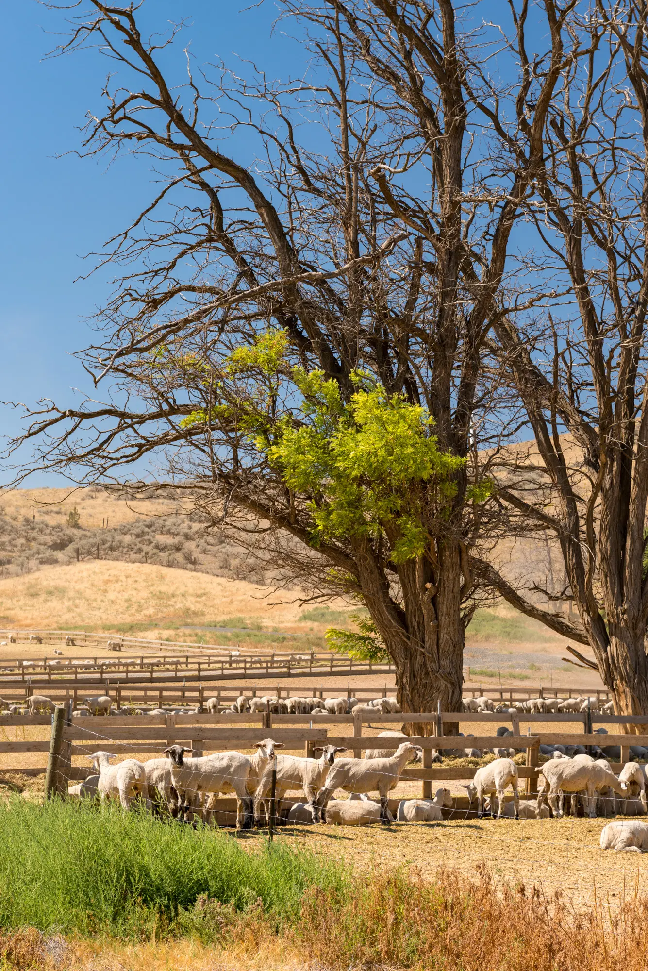 Feds launch probe into rising lamb imports