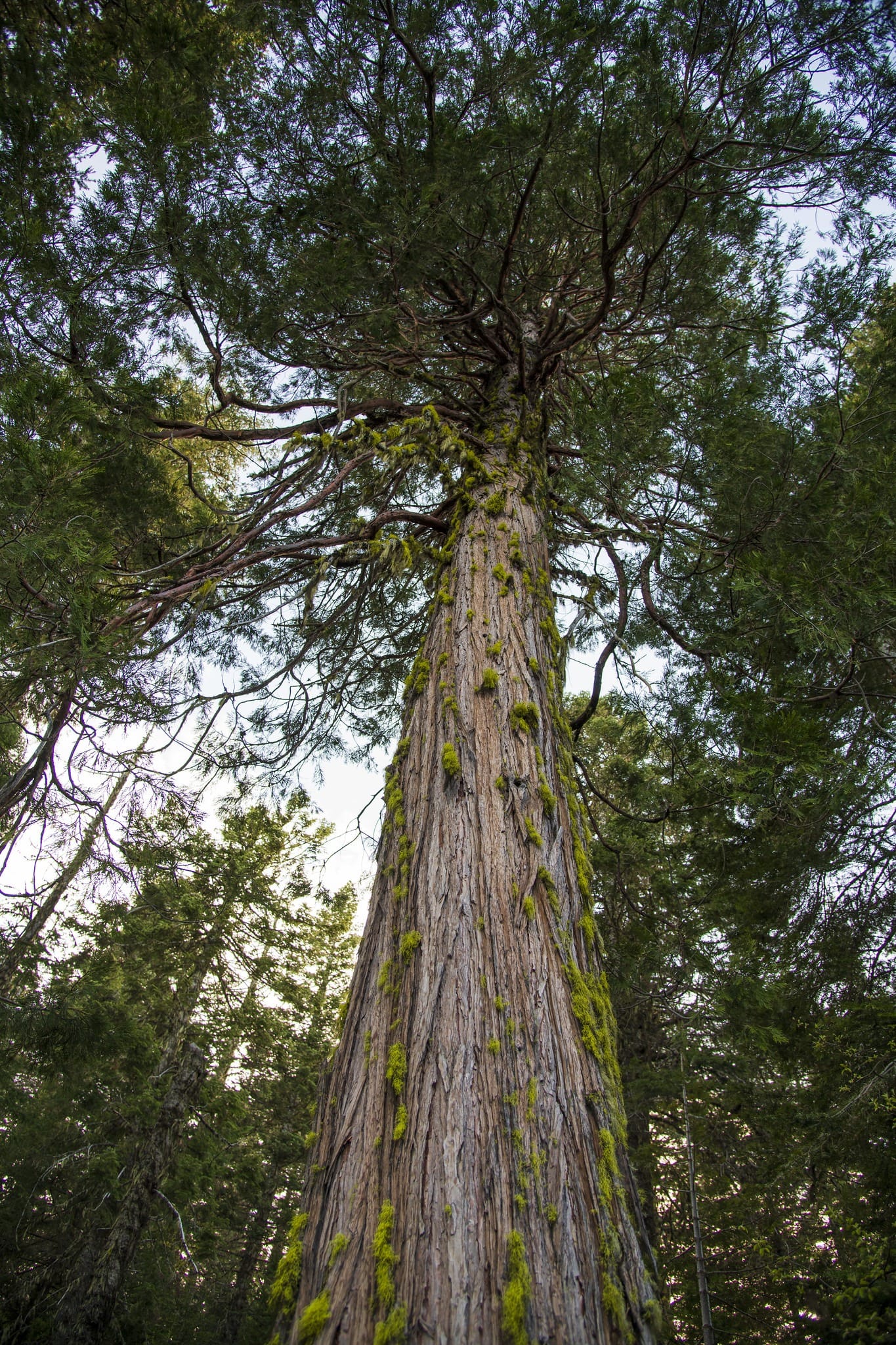 Oregon logging project cleared to proceed