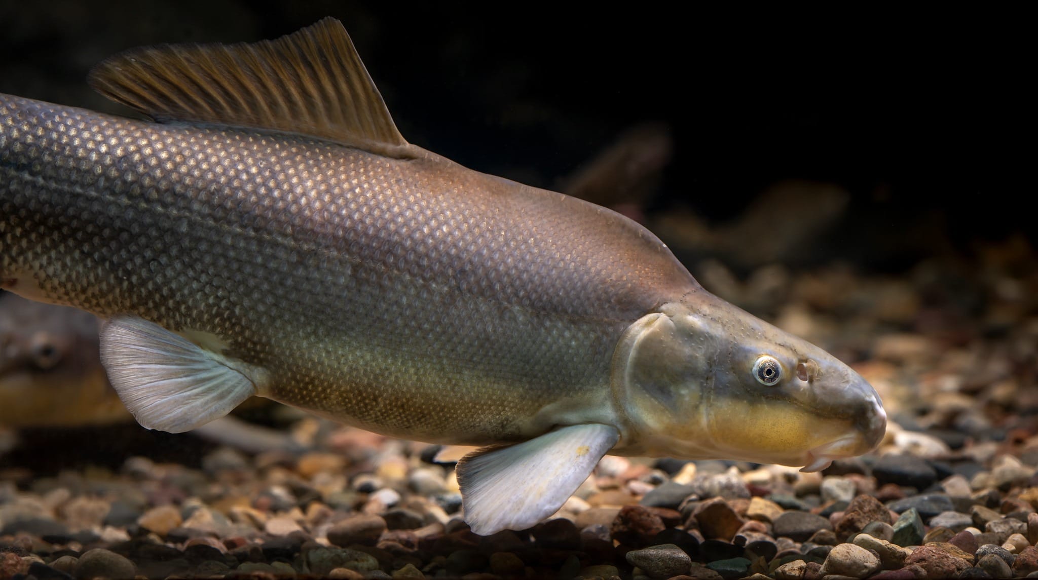 USFWS downlists the razorback sucker