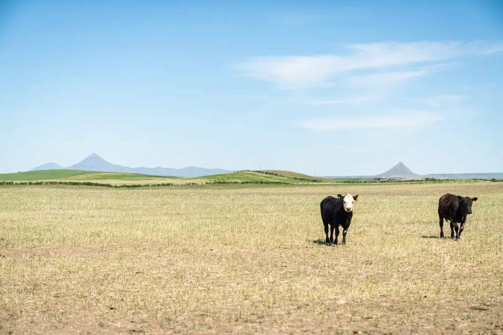Safety net programs expand for drought