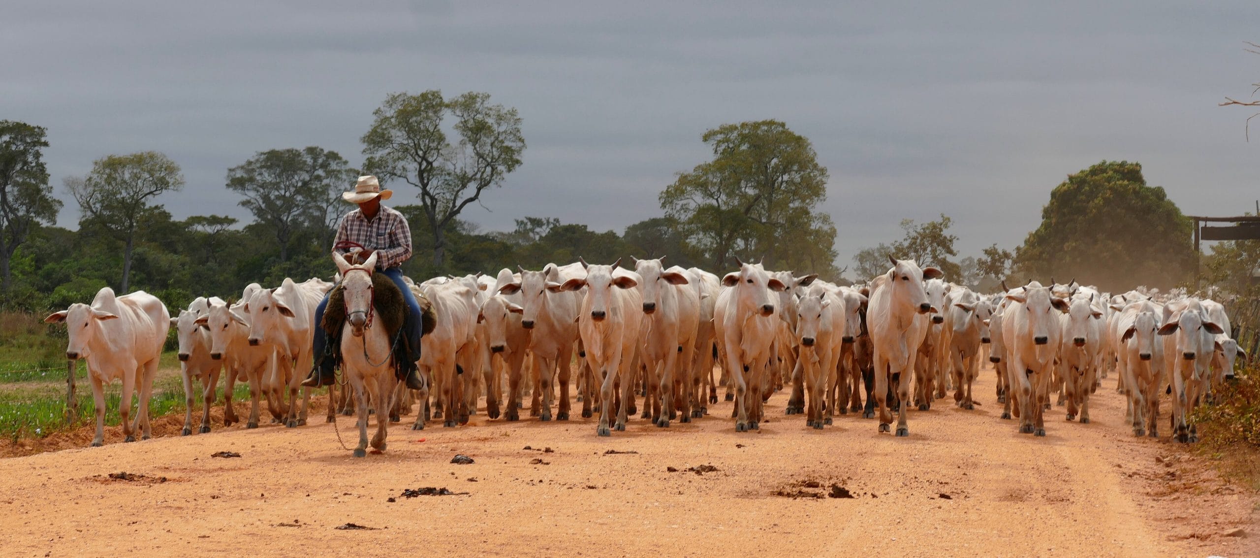 Trump imposes tariffs on Brazil, exempts beef