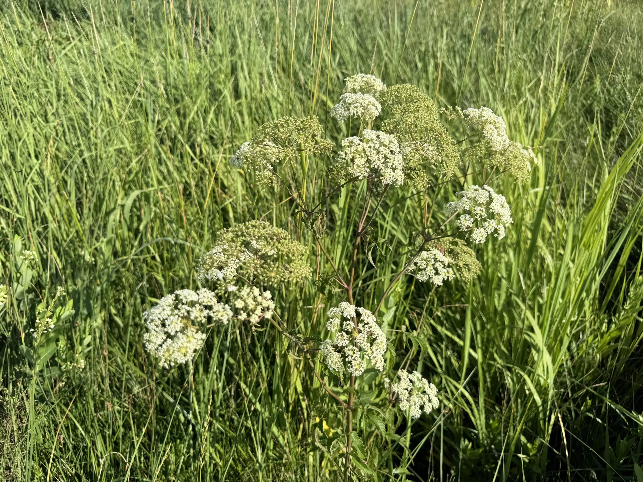 Scout wet areas for spotted water hemlock before cutting hay