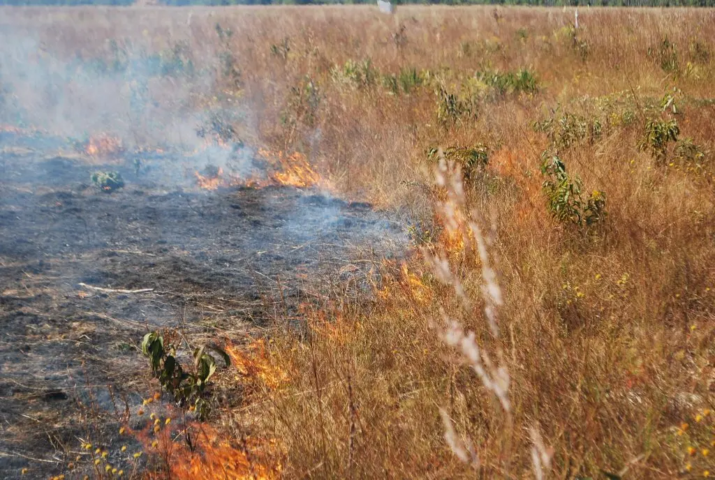 NE rancher sues state after prescribed burn kills cattle