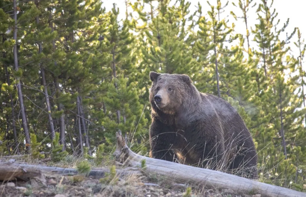 Grizzly reintroduction bill advances in California Legislature