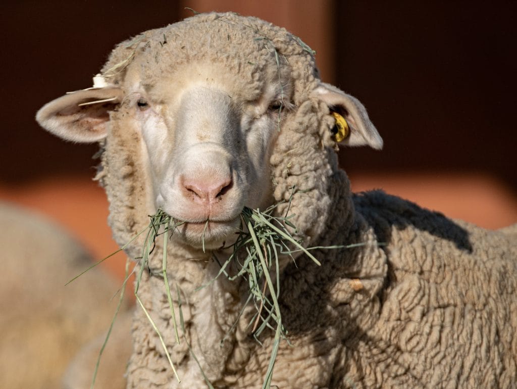 USDA confirms scrapie detection in Oregon