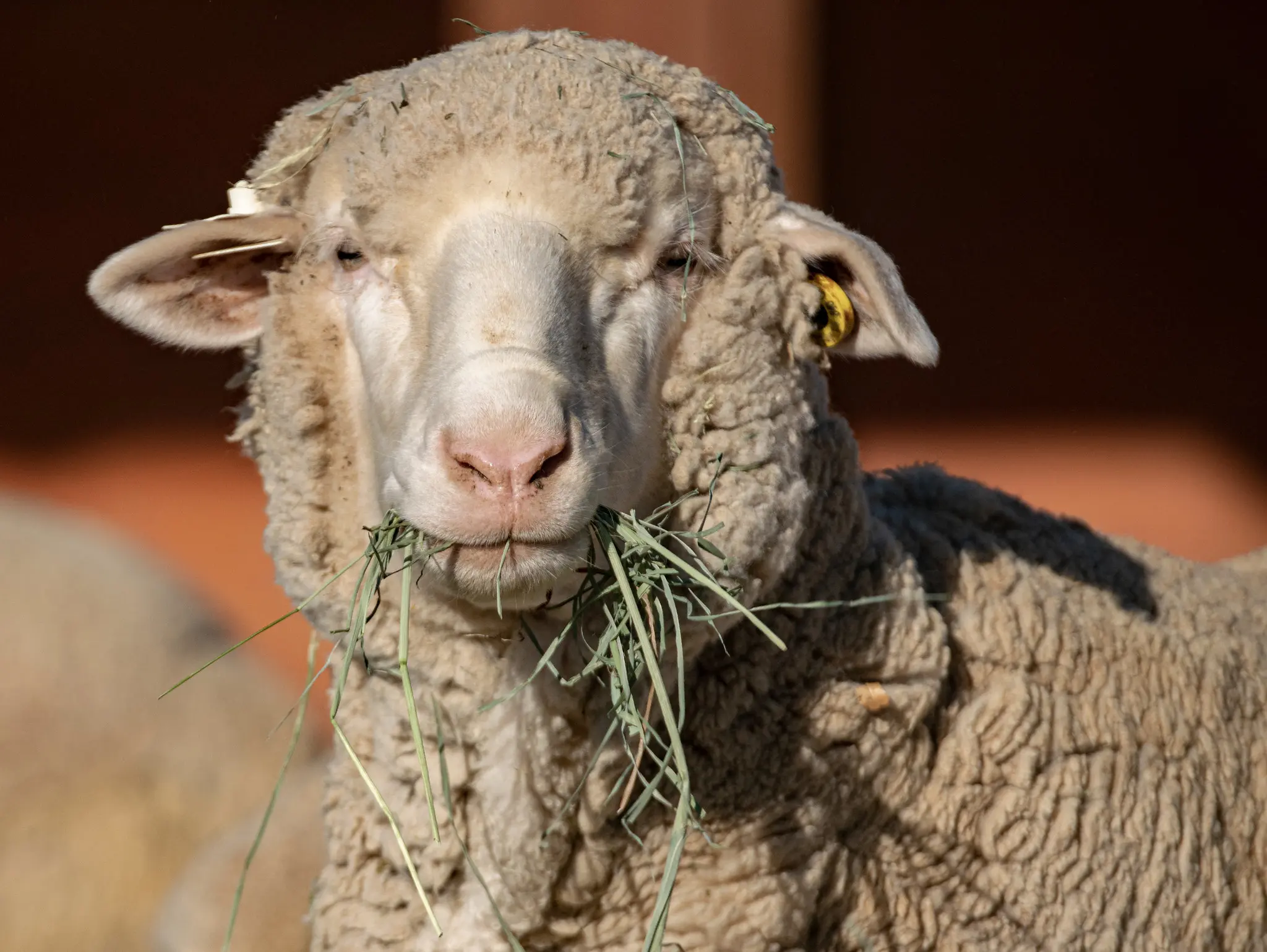 USDA confirms scrapie detection in Oregon