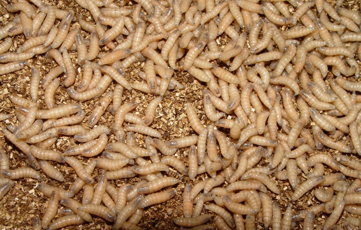 Q&A with Drs. Baker & Fuselier: New World screwworm returns to the US