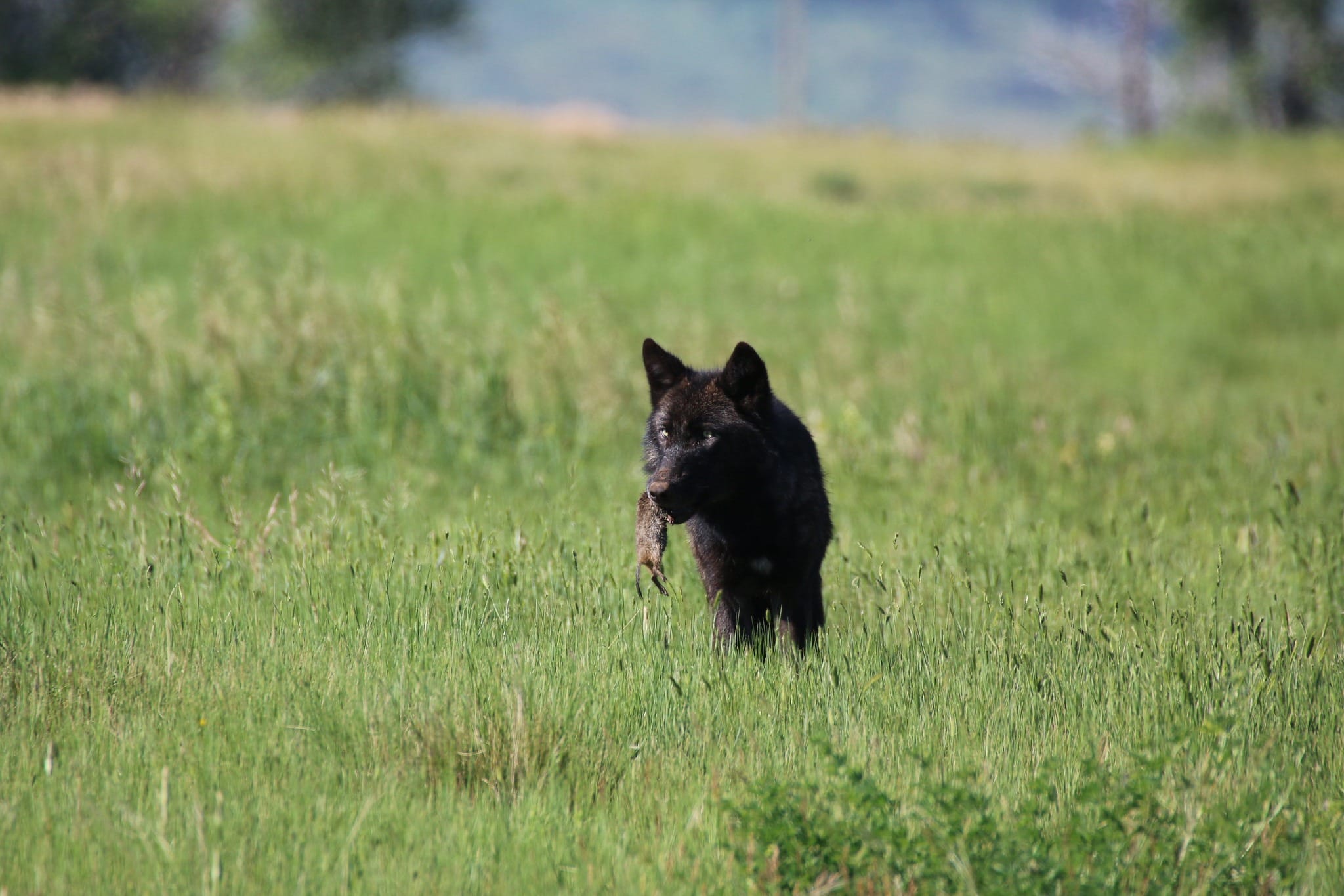 Wolf pushes into new California territory
