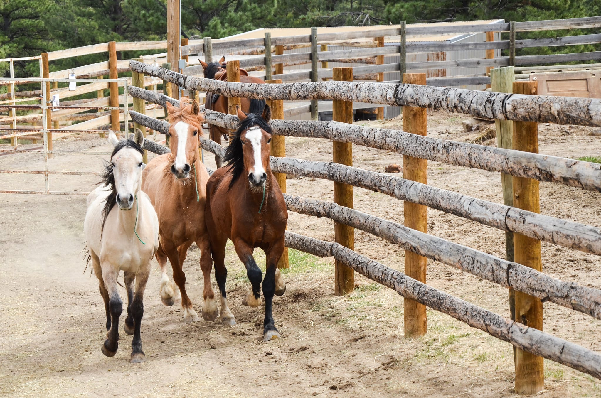 BLM gathers horses in northwest Colorado