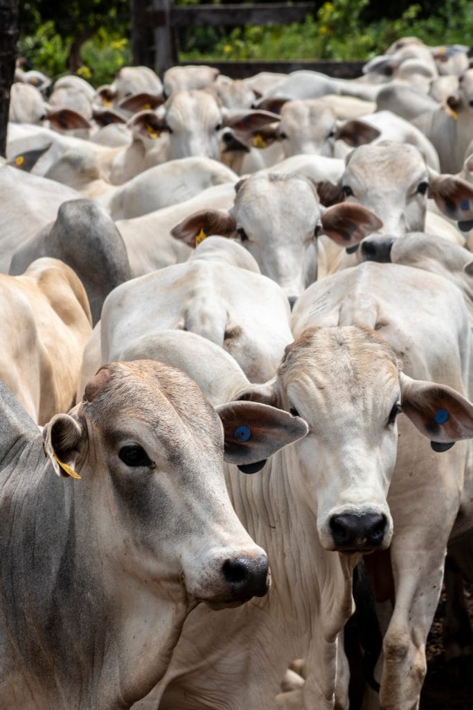 Trump formalizes beef import plan
