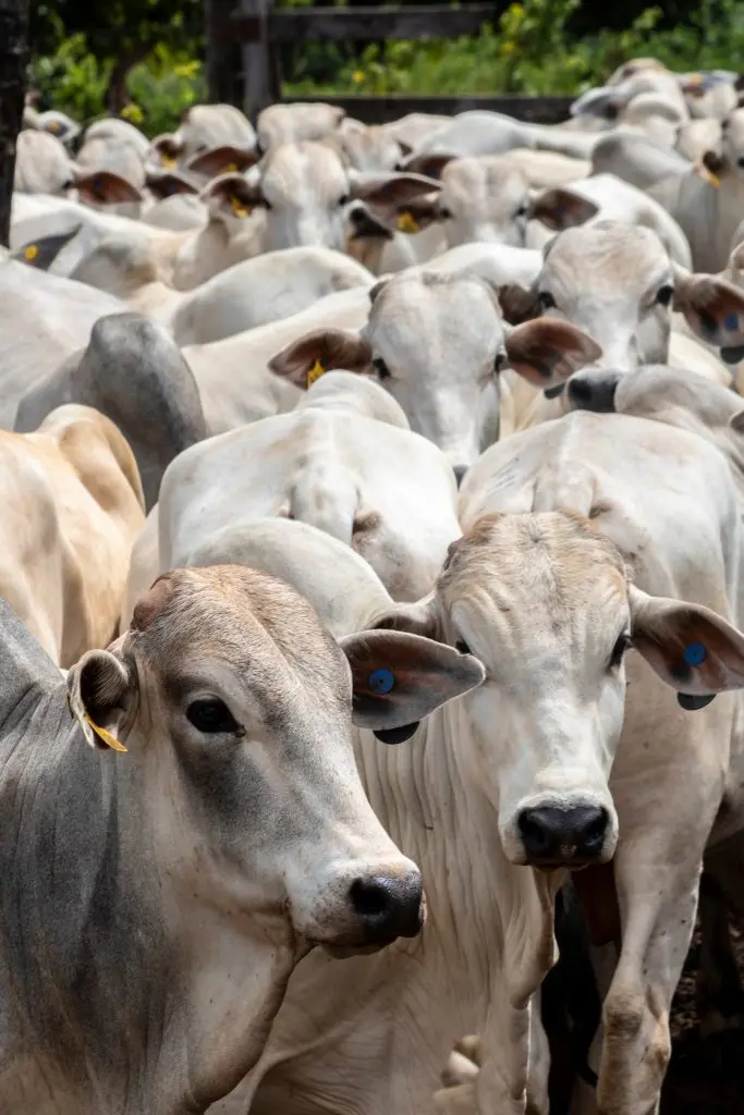 Trump formalizes beef import plan