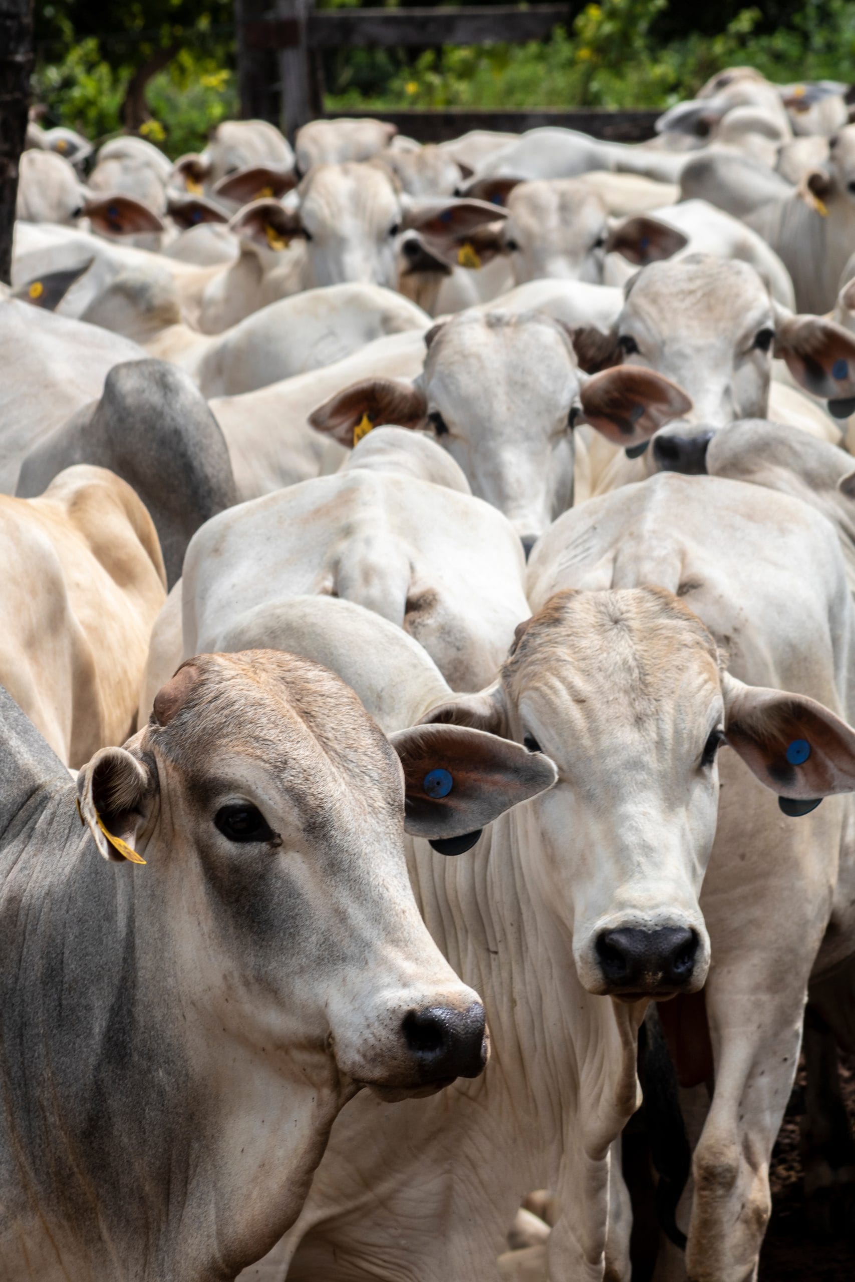 Trump formalizes beef import plan