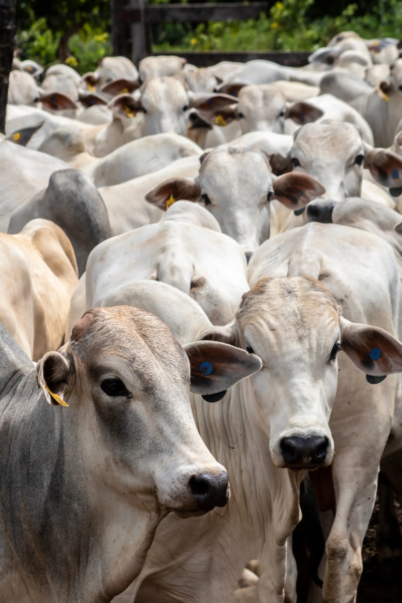 Trump formalizes beef import plan