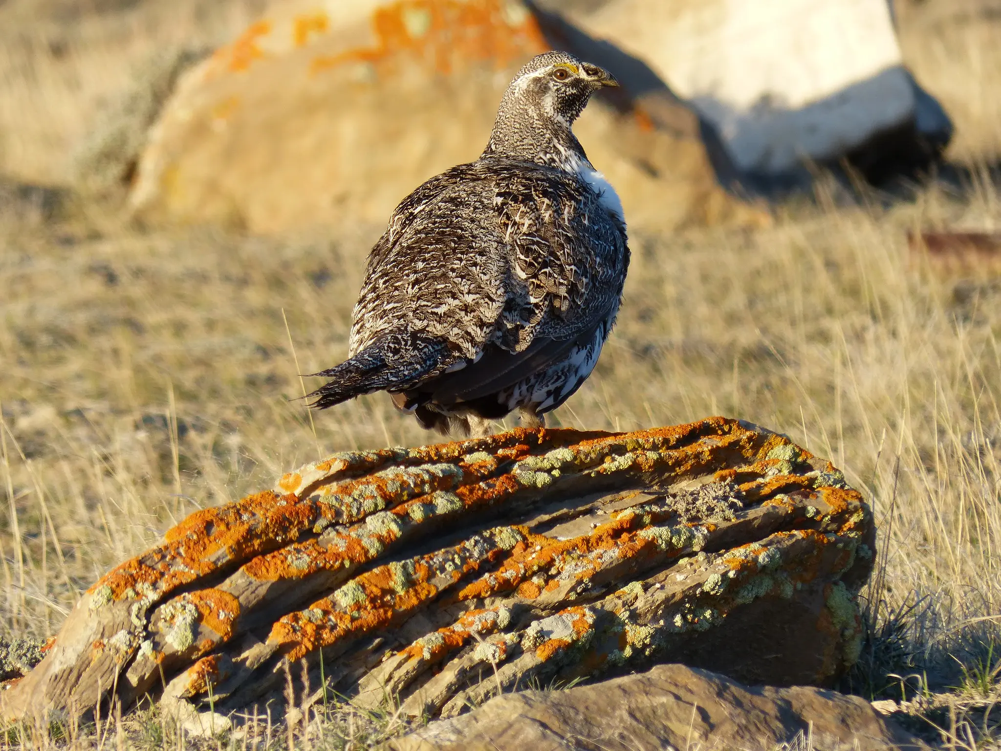 Grazing blocked in OR sage grouse research areas