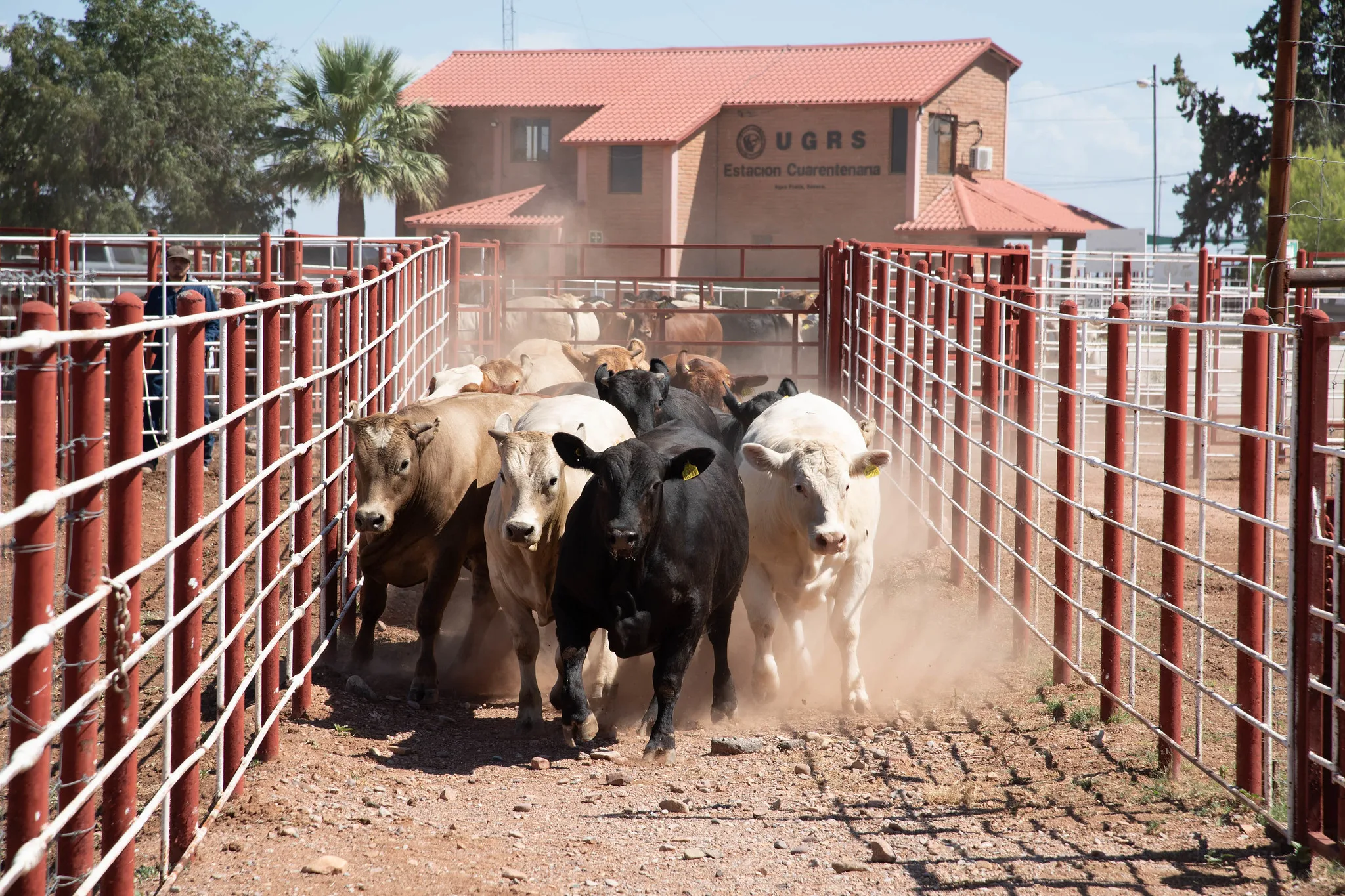 USDA outlines animal health plan for Mexican cattle imports