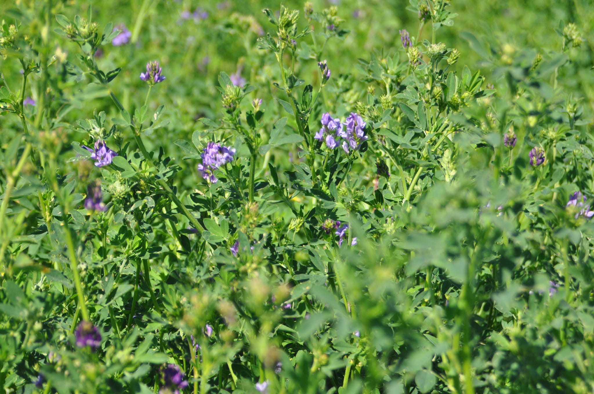 Producers should have a late-season alfalfa management plan