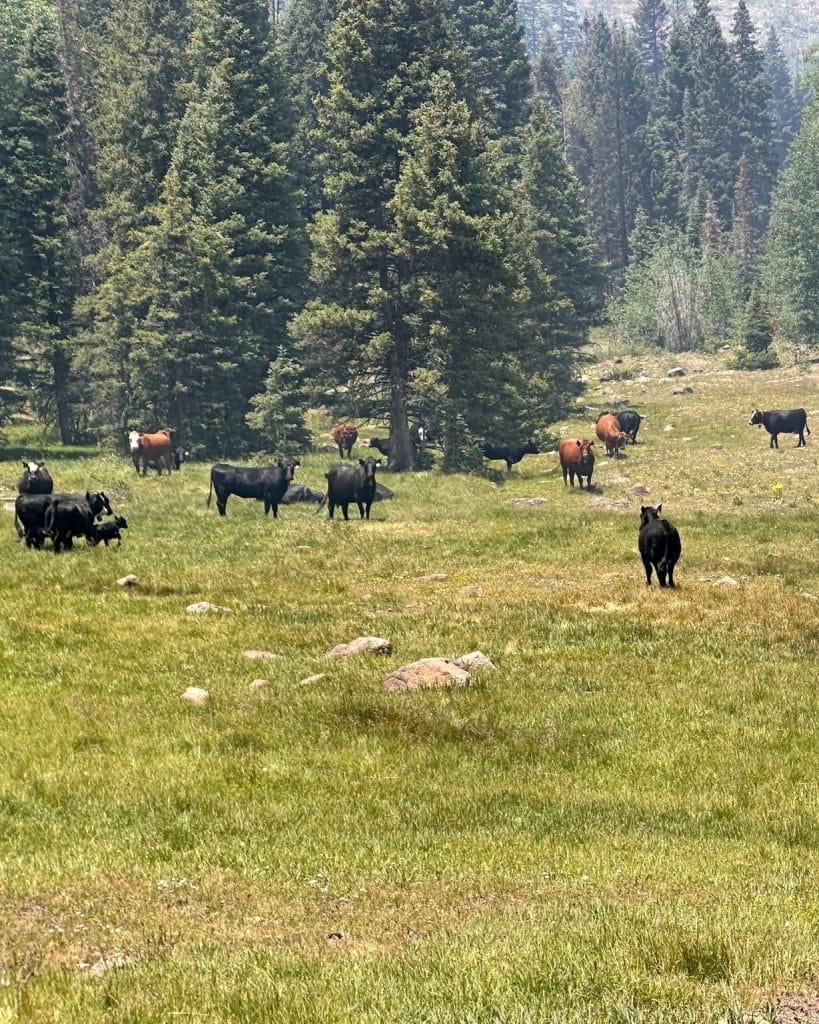 Greens plan to sue over Sierra National Forest grazing
