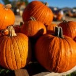 Pumpkin patch