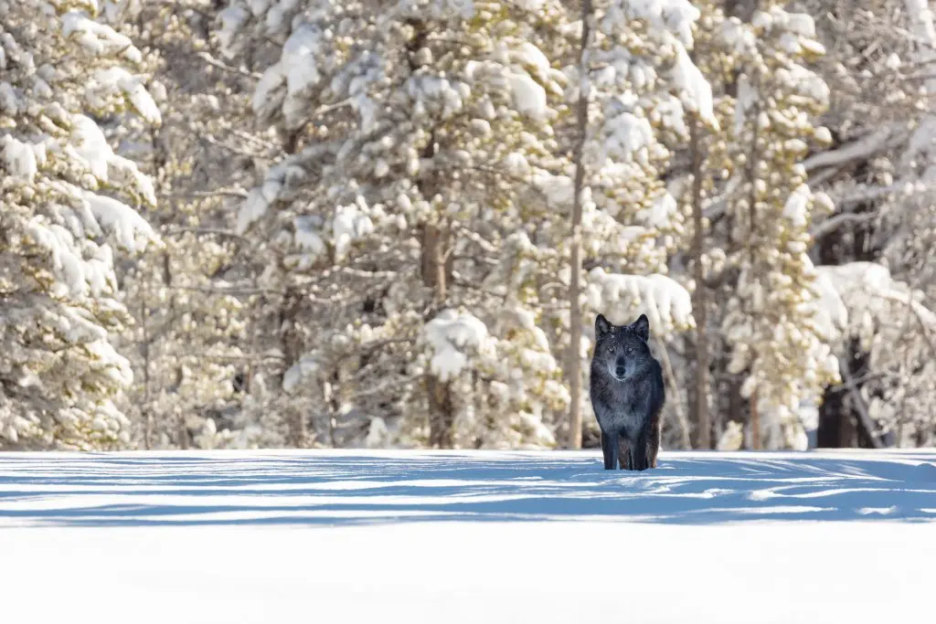 CPW suspends chronic wolf depredation directive