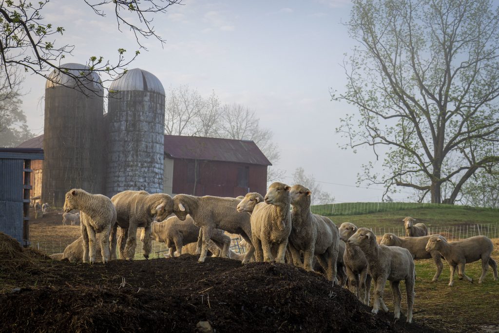 US sheep producers press case against imports