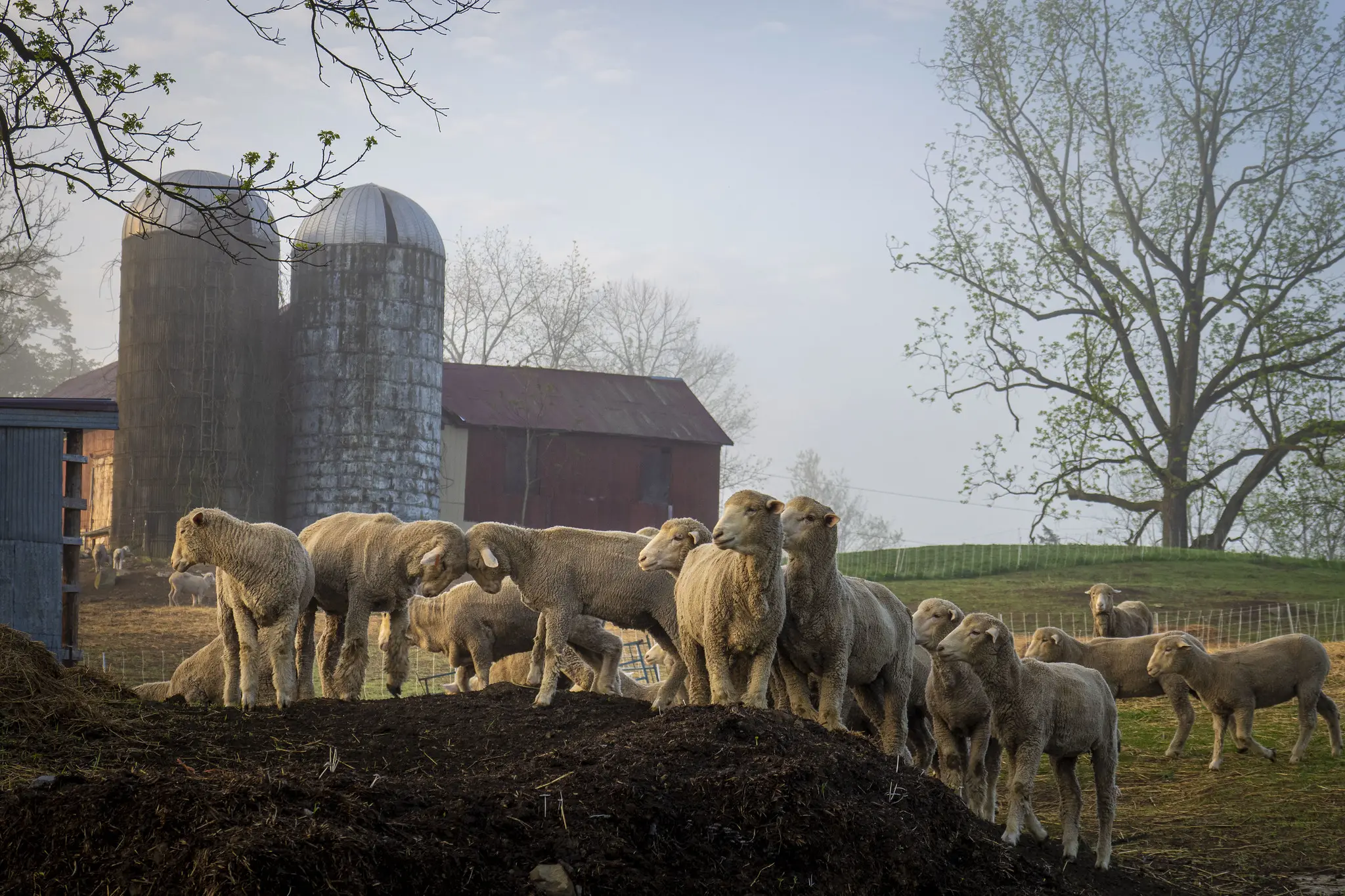 US sheep producers press case against imports