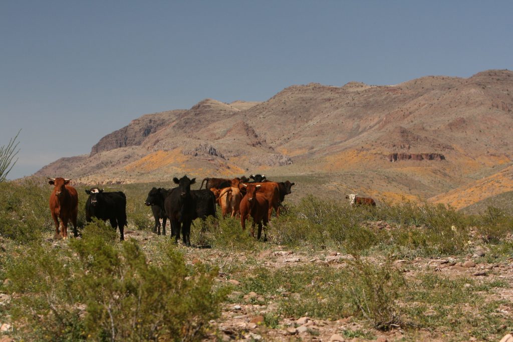 Burgum signs order expanding federal grazing opportunities
