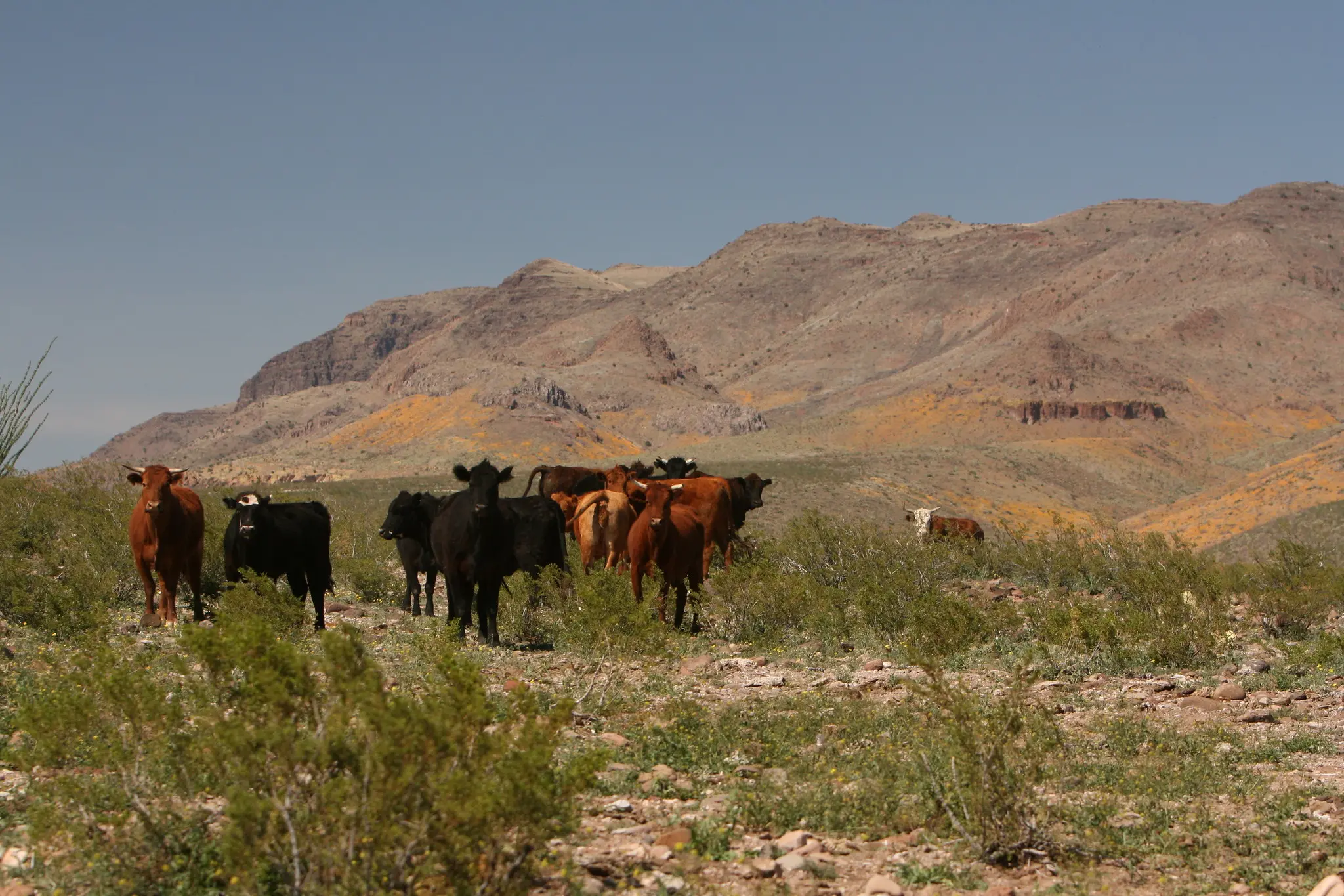 Burgum signs order expanding federal grazing opportunities