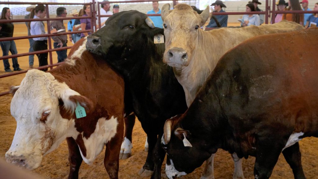 Body condition of cull cows affects market price