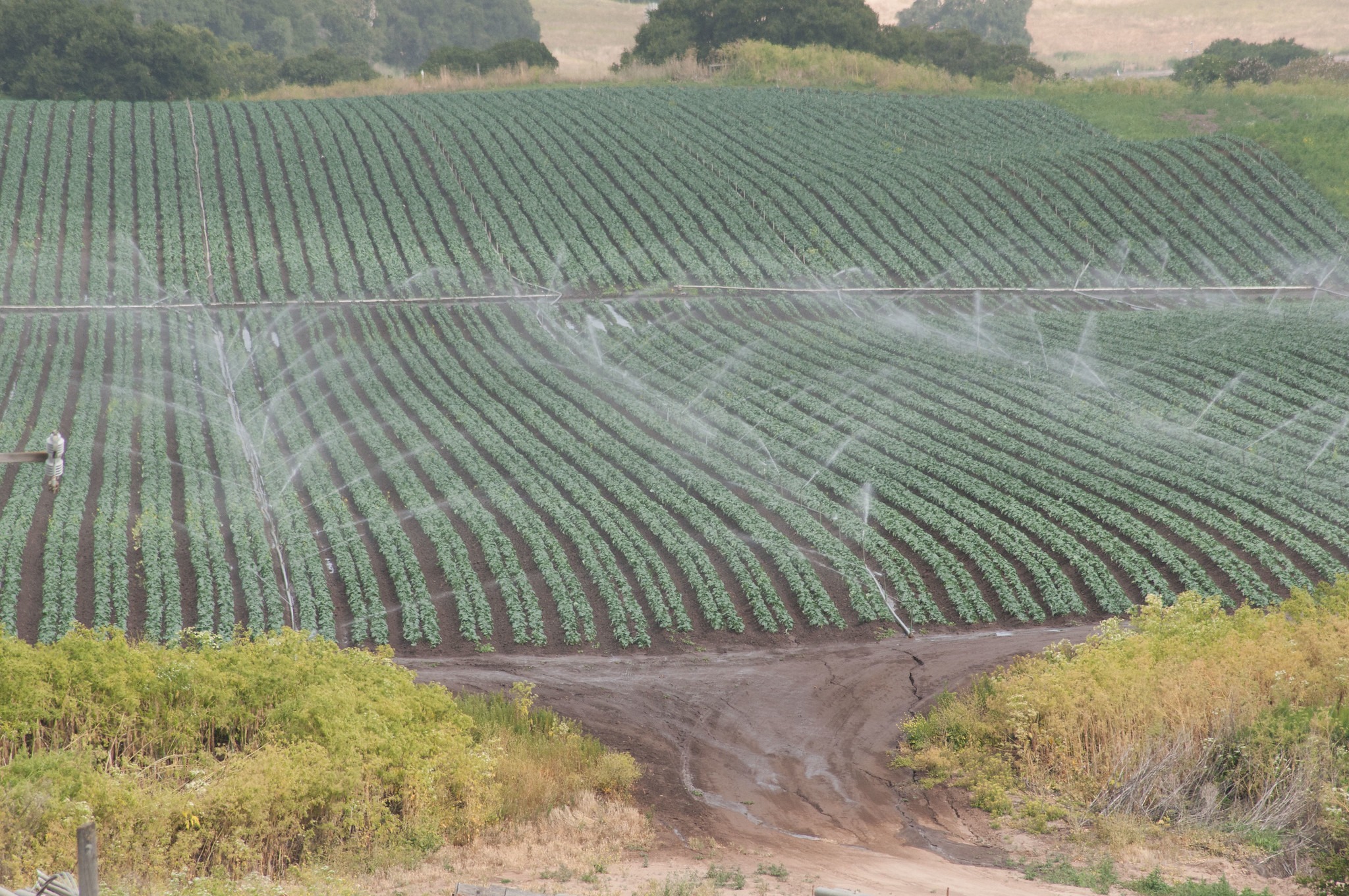 FDA closes Cyclospora investigation
