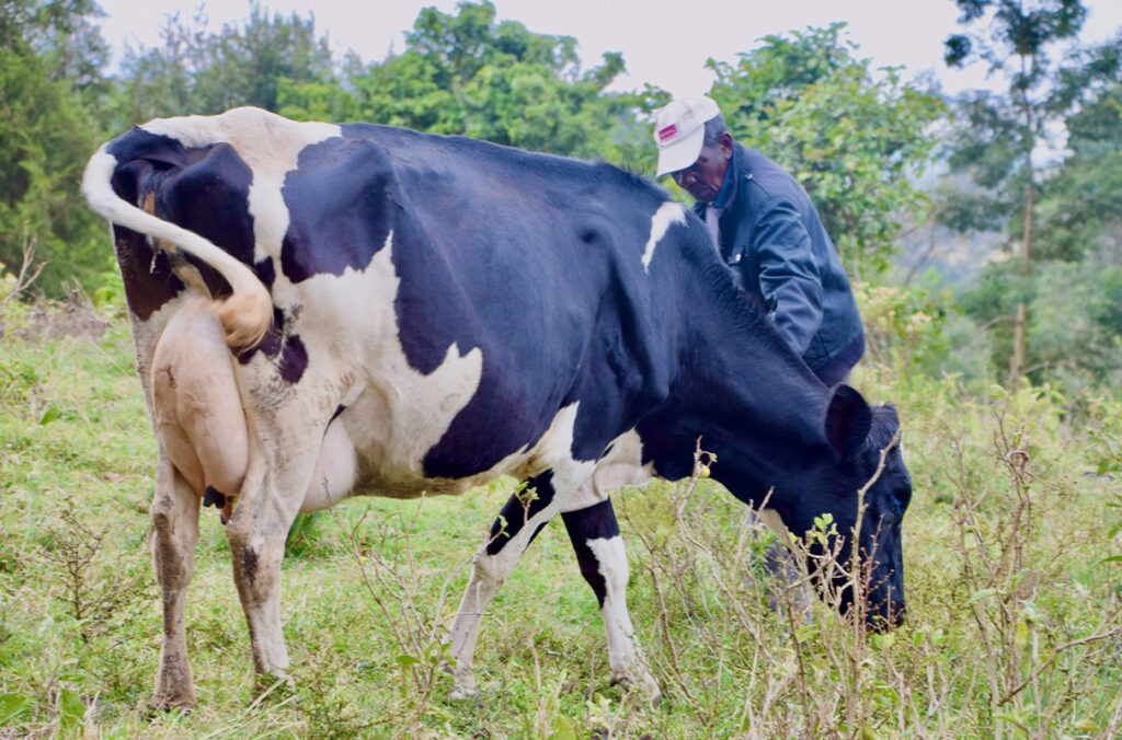 WSU to lead a new international livestock initiative