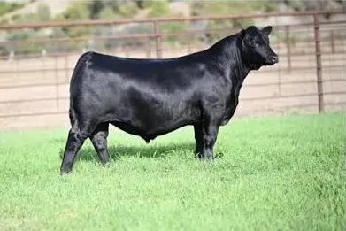 Angus bull sells for $900K in Montana