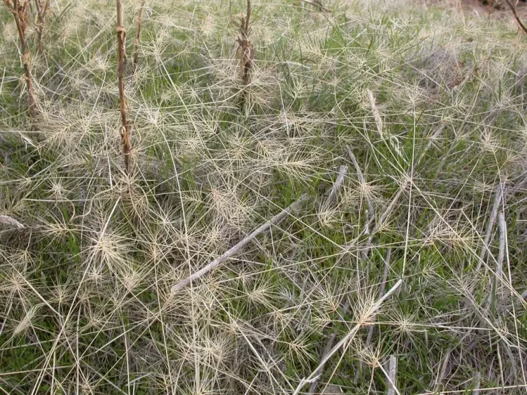 Taeniatherum caputmedusae