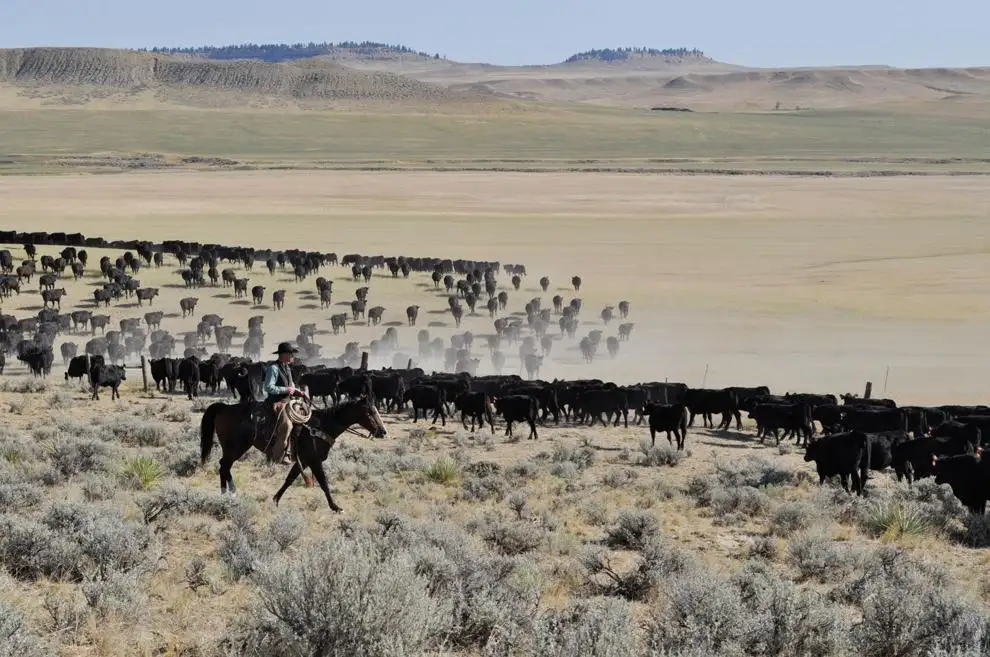 Attack on Beef Checkoff expands