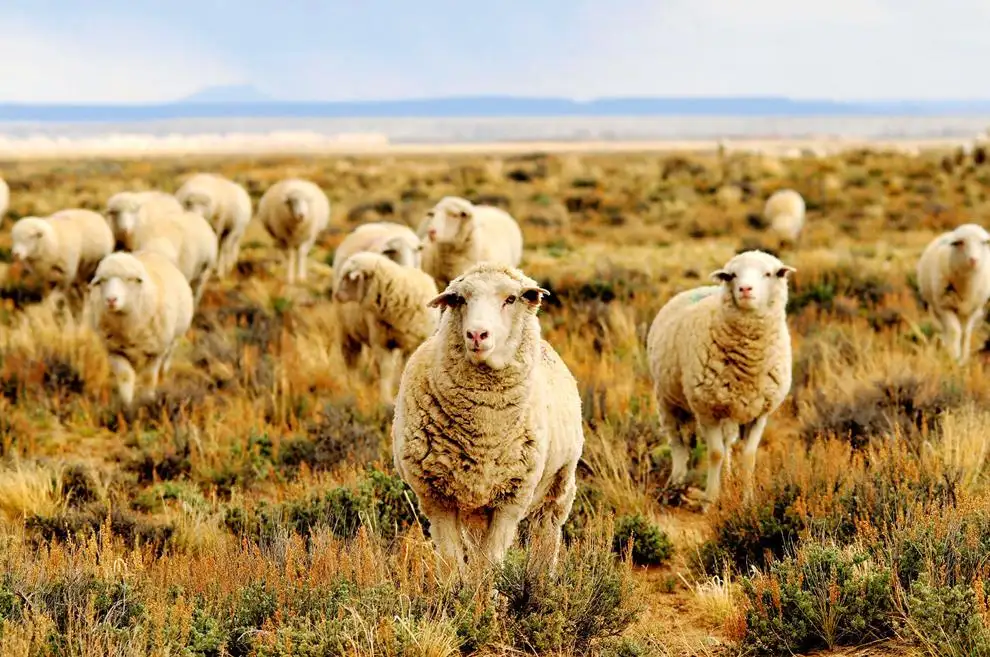 Sheep