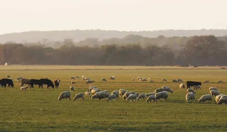 Sheep and cattle at sunrise