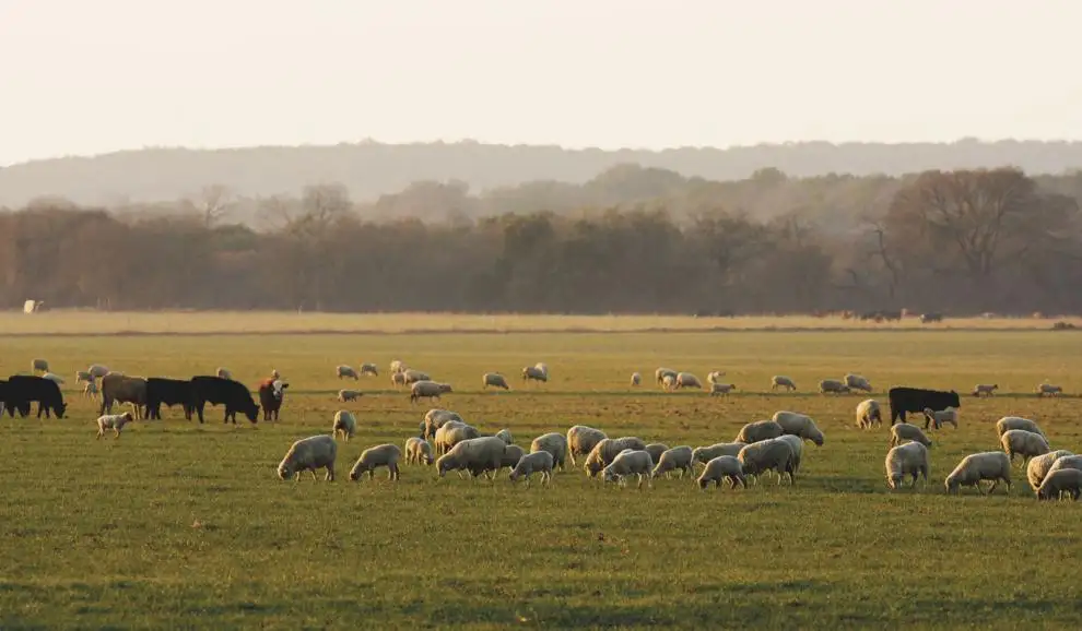 Sheep and cattle at sunrise