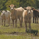 USDA prevails in state beef checkoffs suit
