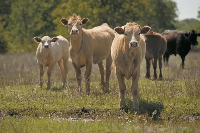 USDA prevails in state beef checkoffs suit