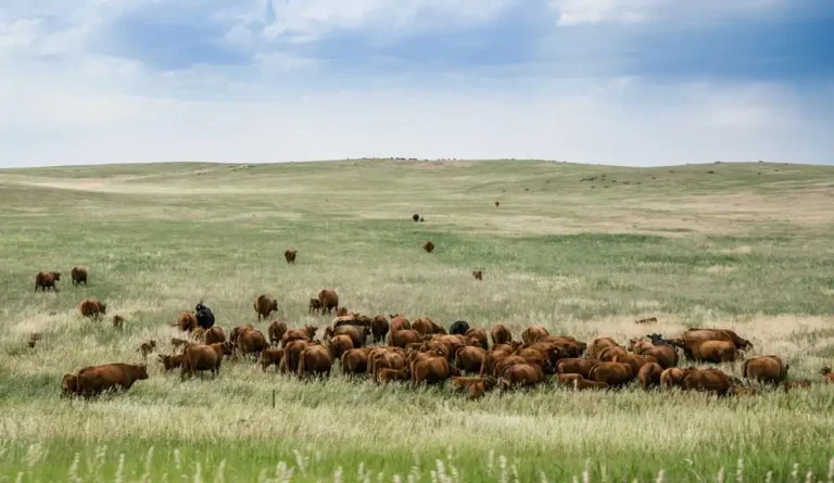 Herd of grazing cows on a vast field in Colorado. Rural landscap